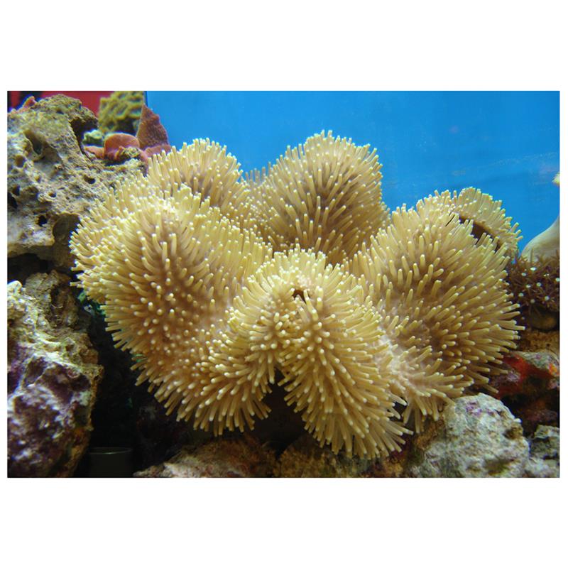 Corali ciuperca Sarcophyton sp.  FRAG - imagine 5